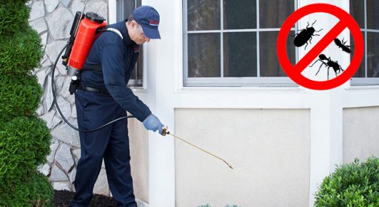 Kaş Pire İlaçlama böcek ilaçlama ve haşere kontrolü — ilaclama-tr.com